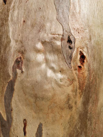 Texture of a tree trunk in natureの写真素材