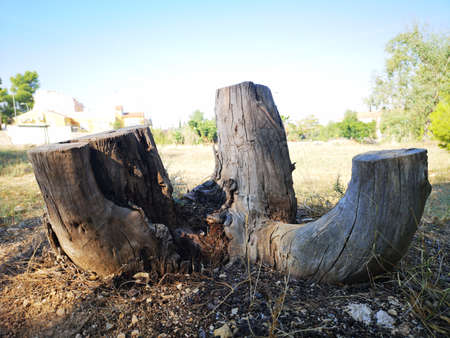 Split tree trunk to sit on. Seats for people in nature. Meeting for people.の写真素材