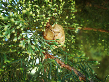 Pine tree pinecone with green leaves in natureの写真素材