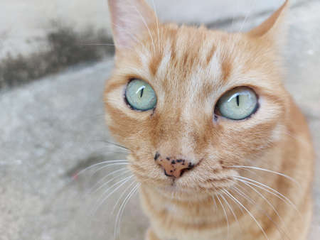 Cat posing on the street and looking at cameraの写真素材