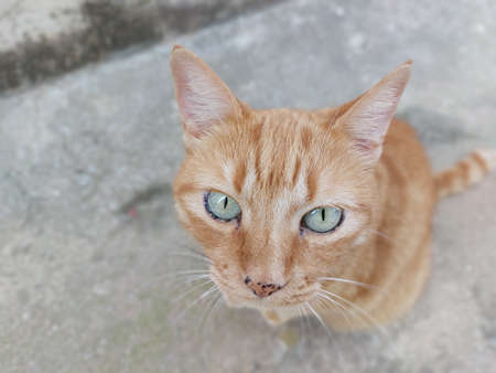 Cat posing on the street and looking at the cameraの写真素材