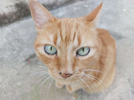 Cat posing on the street and looking at cameraの写真素材