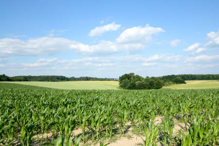 Corn fieldの写真素材