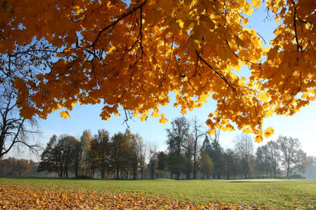 Autumn nature の写真素材