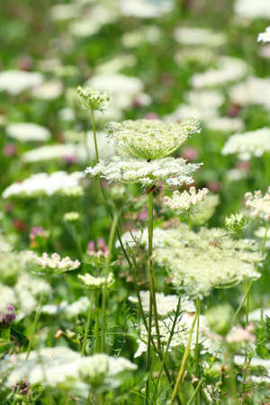 Detail of meadow 