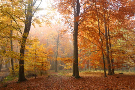 Autumn forestの写真素材