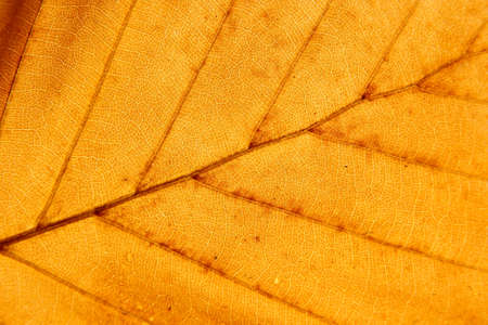 Detail of leafの写真素材