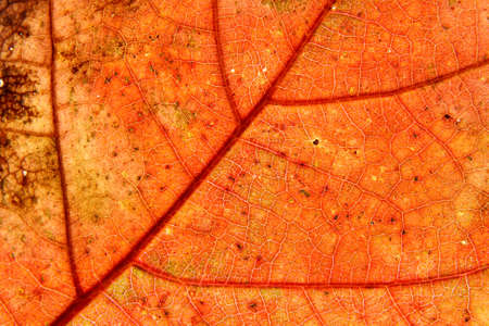 Detail of leaf