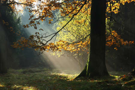 Morning in forestの写真素材