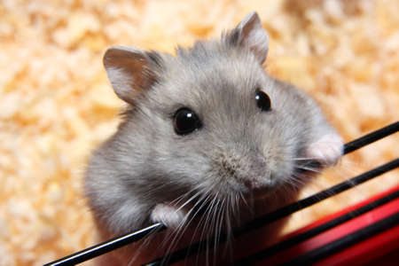 Small hamsterの写真素材