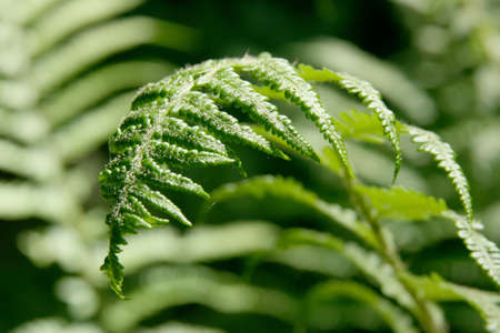 Detail of fern の写真素材