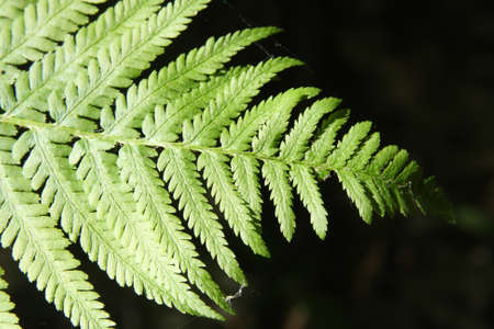 Detail of fern 