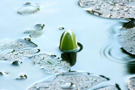 Leaves of water-lilyの写真素材