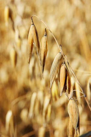 Grain field