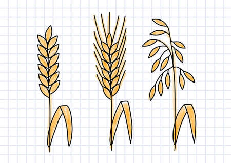 Drawing of cereals on squared paperのイラスト素材