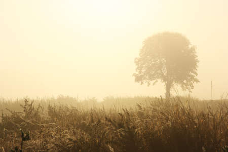 Foggy morning の写真素材