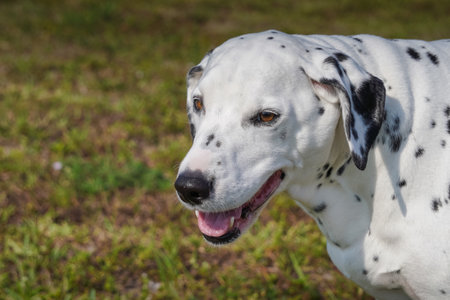 Loveable Dalmation posing and smiling for the cameraの写真素材