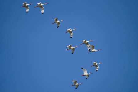 A flock of White Ibis birds in Florida flying in a formation