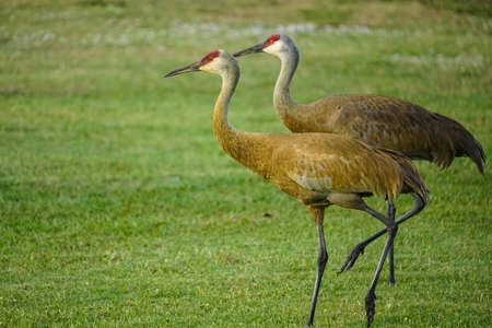 Two lovely Sandhill Cranes walking in lockstepの写真素材