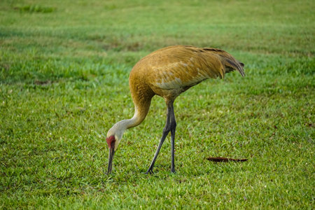 A Sandhill Crane digging into grass with beak to find food