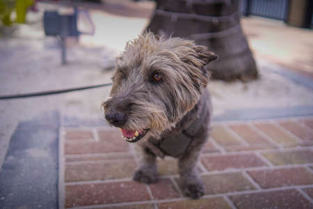 Brown haired Terrier posing for camera in Punta Gorda Florida