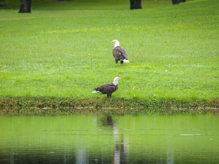 Two American Bald Eagles hunting for prey along shore of pond