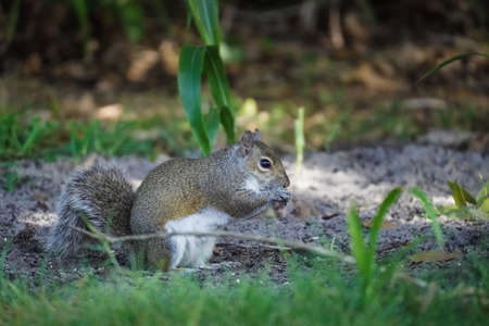 A small squirrell eating a nutの写真素材
