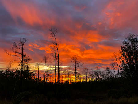 A sunset over natural area in Naples Floridaの写真素材