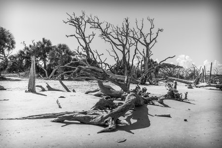 A black and white shot of trees on Jekyll Island Georgiaの写真素材