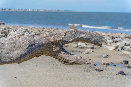 A branch that looks like a mouth on Driftwood Beach Georgiaの写真素材