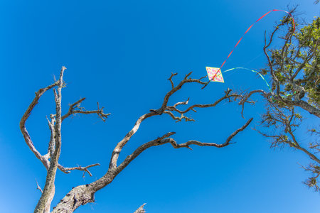 A kite snagged onto a branch of a tree at Driftwood Beach, Georgiaの写真素材