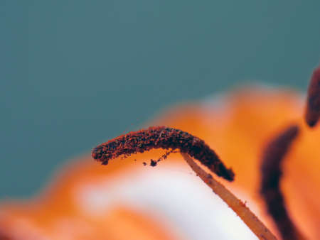 A macro shot of the inside of an orange lily bloom.