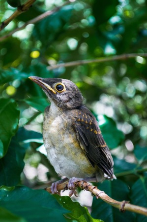 Photograph of a birdの写真素材
