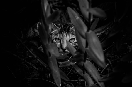 Photograph of a cat hidingの写真素材
