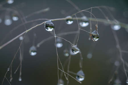 Close up of a rain water drops on branchの写真素材
