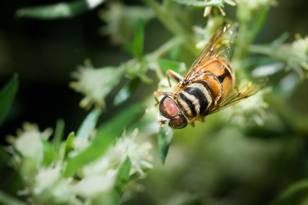 honey bee collecting nectar on a flowerの写真素材