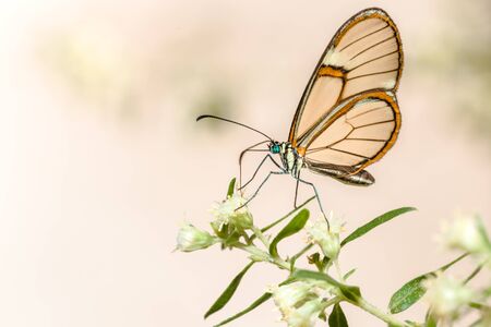 Closeup butterfly sit on flowerの写真素材