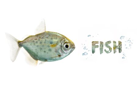 Aquarium Fish isolated on backgroundの写真素材