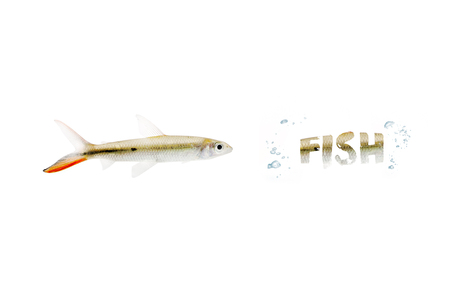 Aquarium Fish isolated on backgroundの写真素材