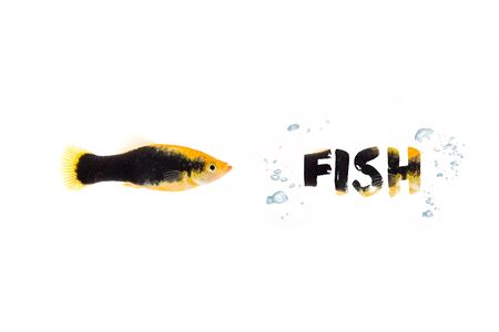 Aquarium Fish isolated on backgroundの写真素材