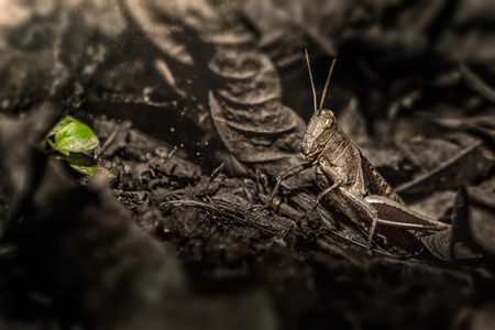 Brown locust camouflage on the same color pattern groundの写真素材
