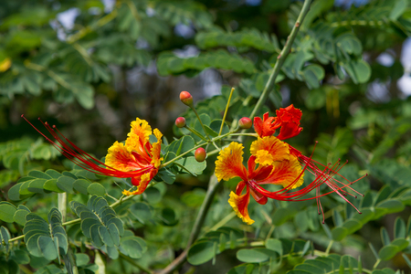 Red and yellow flowers on a green leavesの写真素材