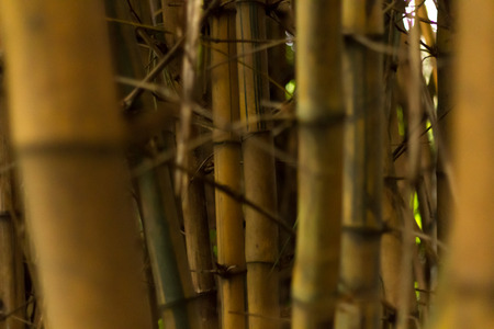 Yellow bamboo forest background.の写真素材