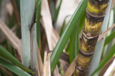 Closeup of sugar cane plantation (sugarcane)の写真素材