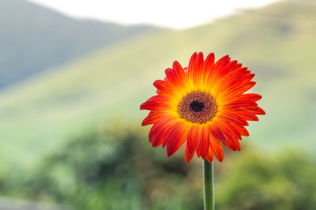 Gerbera Flower Background and Spring isolatedの写真素材
