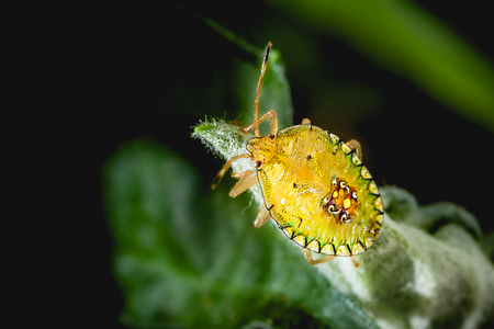 Bedbug insect on green leaf extreme close up photo