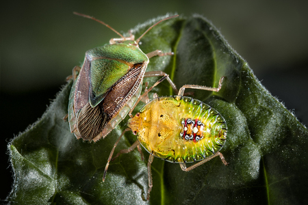 Couple of Bedbug insect on green leaf extreme close up photoの写真素材