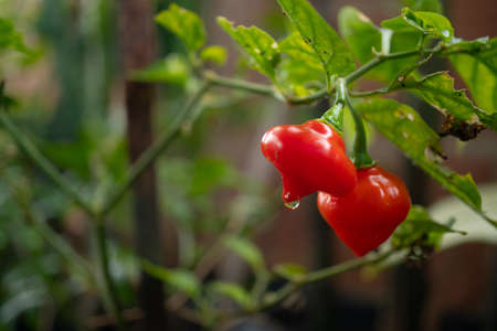 A pepper tree with some peppers, of unique flavor, however without burning the mouth, for not having...