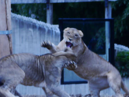 young lion enjoying the dayの写真素材