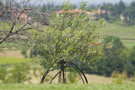 olive tree on the hillの写真素材